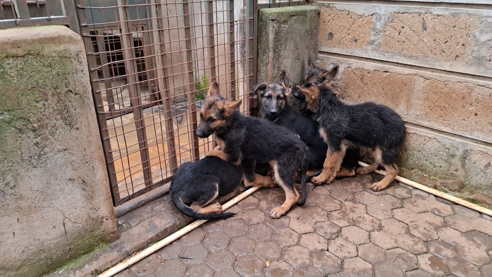Breeding Image 2